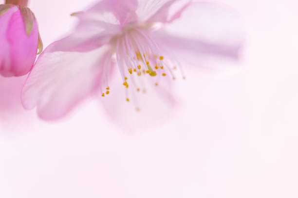 istock Kawazu cherry blossoms (Kawazu Sakura) 1303437432