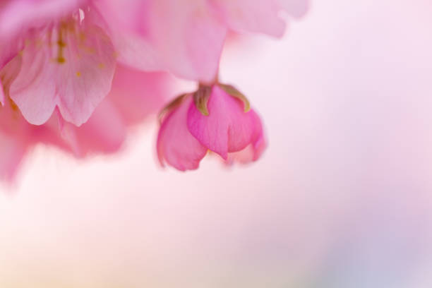 istock Kawazu cherry blossoms (Kawazu Sakura) 1303437442