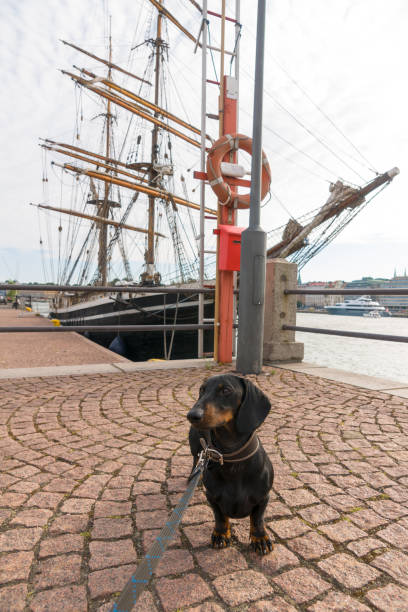 Black and tan dachshund at navy pier on sunny day, Helsinki, Finland Black and tan dachshund at navy pier on sunny day, Helsinki, Finland finnish hound stock pictures, royalty-free photos & images