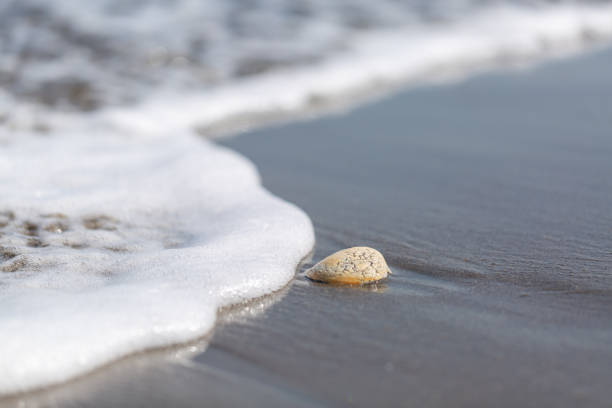 istock Seashells found on the Miura coast 1303437533