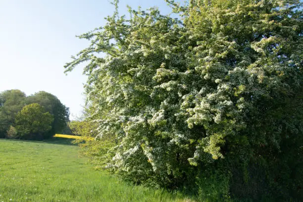 A hedge of blooming hawthorn, Crataegus monogyna, in spring. Hawthorn hedges are easy to care for, dense, robust and of high ecological value.