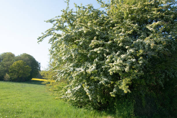 żywopłot kwitnącego głogu, crataegus monogyna, na wiosnę. głogowiska są łatwe w pielęgnacji, gęste, solidne i o wysokiej wartości ekologicznej. - crataegus monogyna zdjęcia i obrazy z banku zdjęć