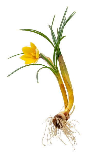 花、葉、根、タマネギを含む完全な黄色のクロッカス - snow crocus flower spring ストックフォトと画像