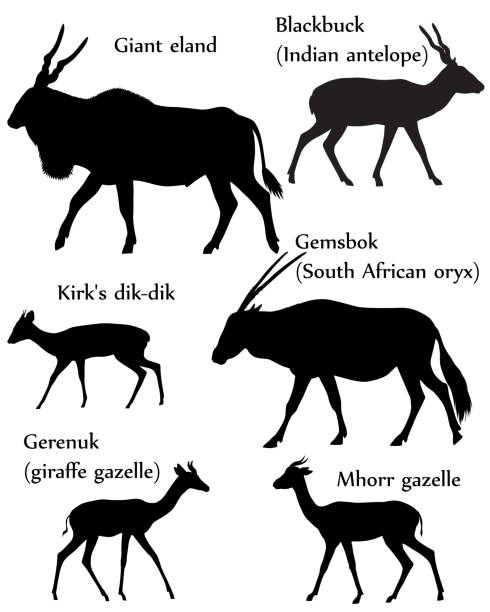 ilustraciones, imágenes clip art, dibujos animados e iconos de stock de silueta de antílopes - eland