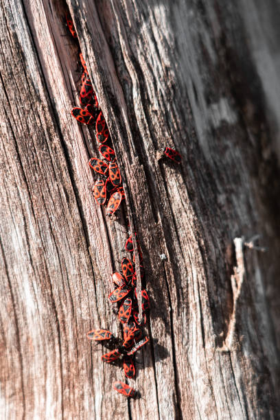 Group of firebugs (Pyrrhocoris apterus) on tree bark.