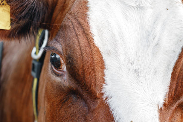 istock Close up of a brown cow's eye 1303441966