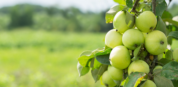 Ripe green apples on a tree in a garden. Apple tree