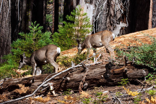 istock Herd of young deer 1303445298