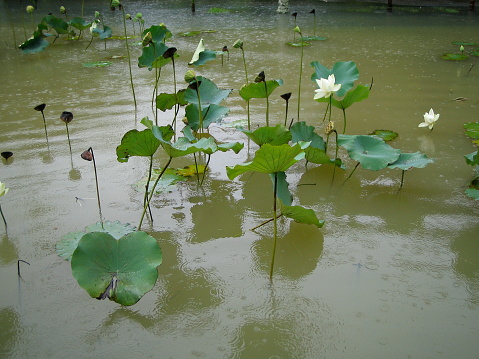 White-flowered water lilies - flooding - rainforest