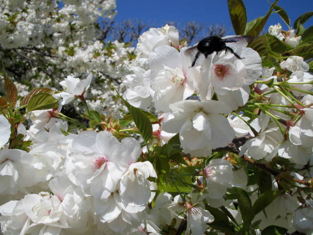 istock White fruit tree flowers with a black bumblebee that forages 1303446200