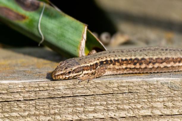 istock view of wall lizard on wooden board 1303446328