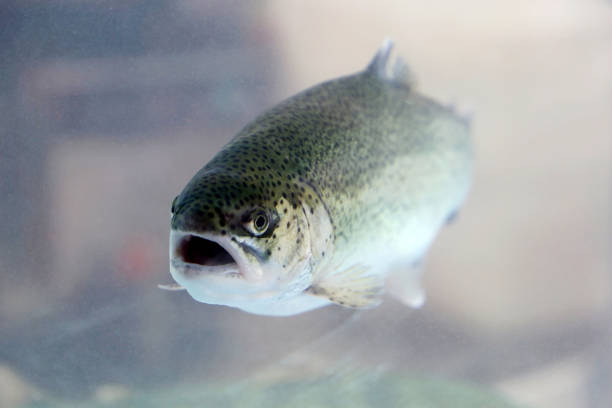istock Rainbow trout swimming in water 1303447587