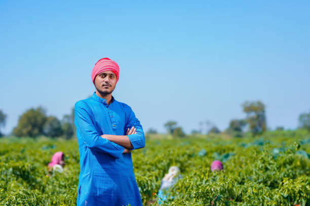istock Young indian farmer standing at green chilly field 1303447933