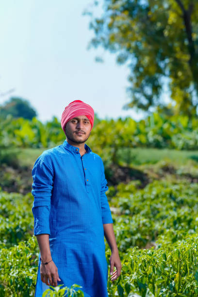 istock Young indian farmer standing at green chilly field 1303447946