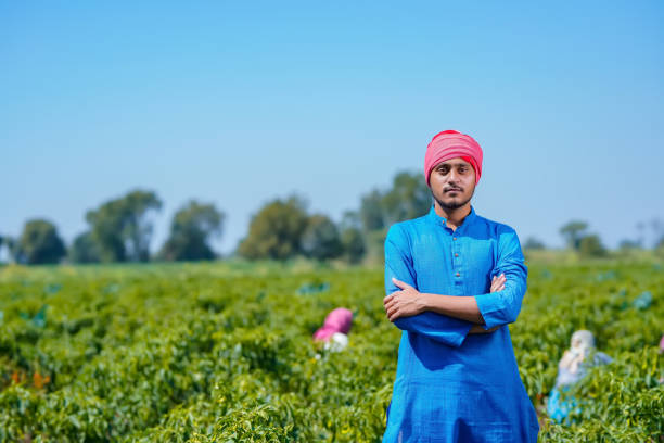 istock Young indian farmer standing at green chilly field 1303448000