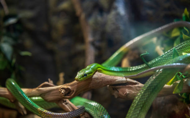 Poisonous green snake wrapped around branch