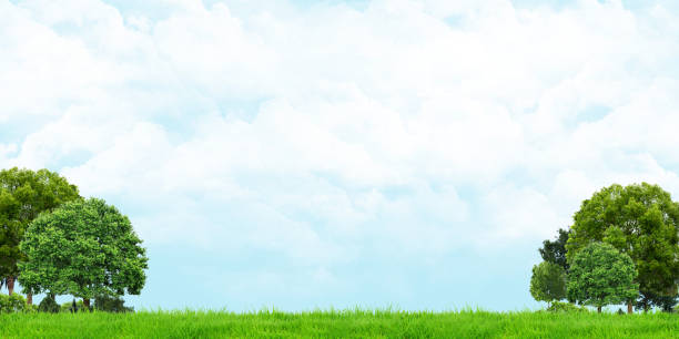 istock Grass and trees view Cloudy skies Wide angle landscape 3d illustration 1303450564