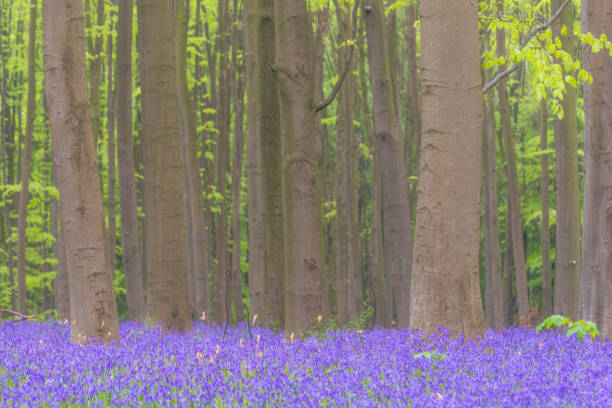 istock Springtime forest view on bluebell flowers growing on the beech tree forest floor 1303450722