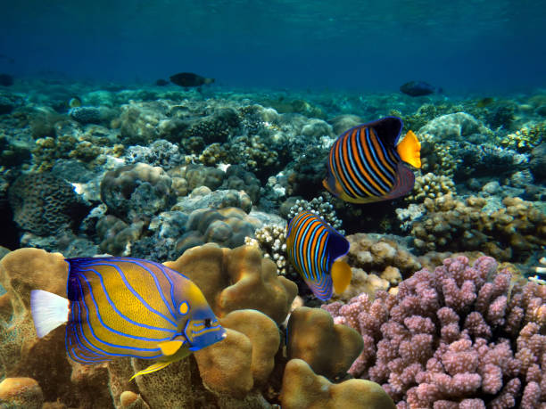 istock Regal Angelfish in the Red Sea. 1303451486