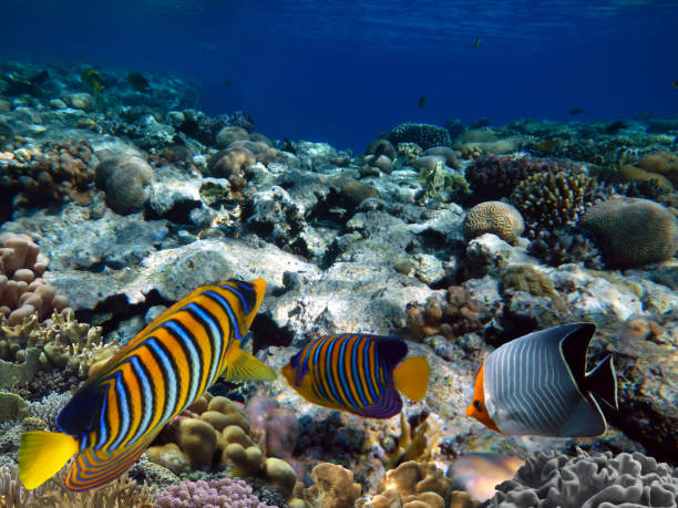 istock Regal Angelfish in the Red Sea. 1303451576