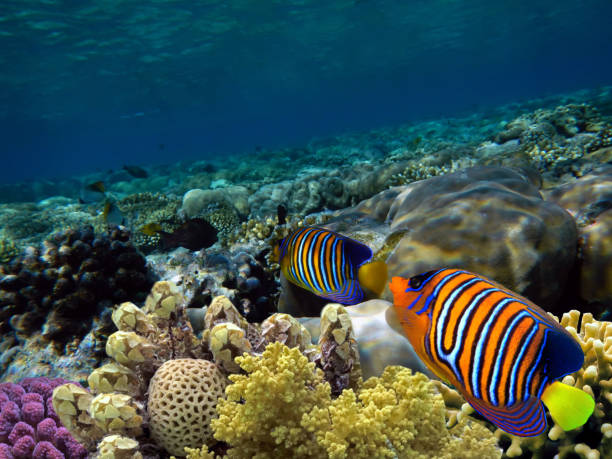istock Regal Angelfish in the Red Sea. 1303451695