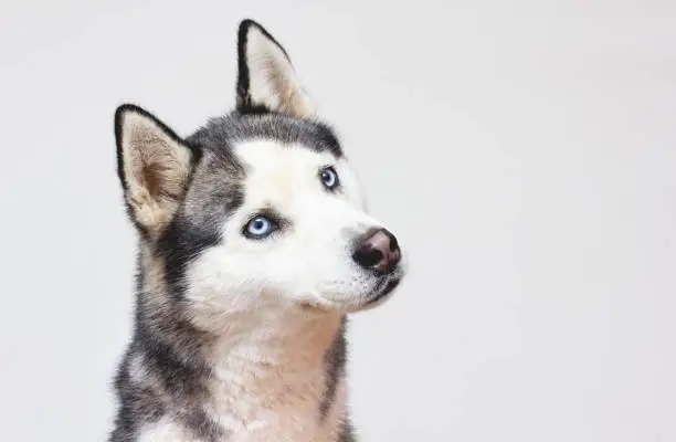 Photo of Portrait happy emotion husky dog. Siberian husky black and white color with blue eyes.