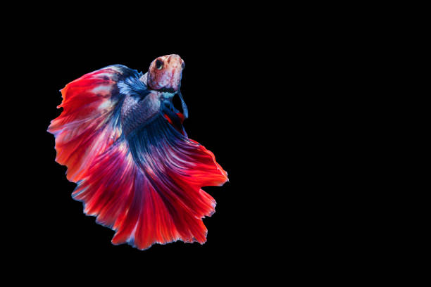 istock Multicolor Betta splendens fighting fish in Thailand on isolated black background. The moving moment beautiful of orange Siamese betta fish with copy space. 1303451900