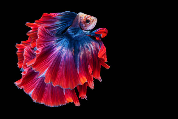 istock Multicolor Betta splendens fighting fish in Thailand on isolated black background. The moving moment beautiful of orange Siamese betta fish with copy space. 1303451911