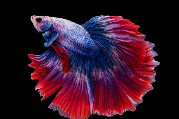 istock Multicolor Betta splendens fighting fish in Thailand on isolated black background. The moving moment beautiful of orange Siamese betta fish with copy space. 1303451913