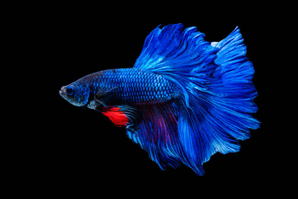 istock Halfmoon Betta splendens fighting fish in Thailand on isolated black background. The moving moment beautiful of blue and red Siamese betta fish with copy space. 1303451926