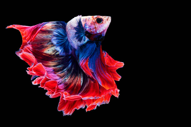 istock Multicolor Betta splendens fighting fish in Thailand on isolated black background. The moving moment beautiful of orange Siamese betta fish with copy space. 1303451928