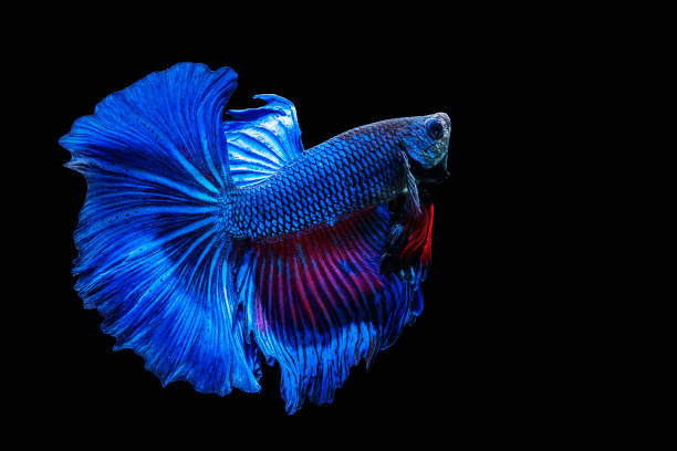 istock Halfmoon Betta splendens fighting fish in Thailand on isolated black background. The moving moment beautiful of blue and red Siamese betta fish with copy space. 1303451938