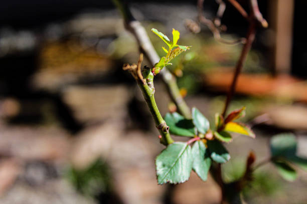 istock First leaves in spring on the plant in the front yard 1303451961