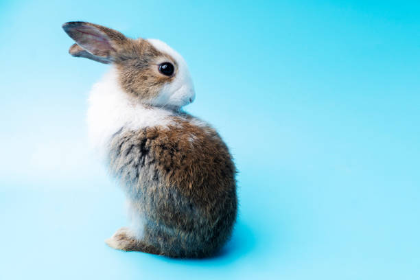 istock Cute adorable brown and white rabbit cleaning foot while sitting on isolated blue background. Lovely baby bunny alone sit on blue background. Easter concept. 1303451965