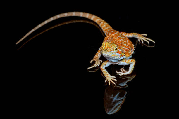 istock Red leatherback smooth bearded dragon (Pogona vitticeps) australian lizard standing on isolated black background with reflections. 1303451987