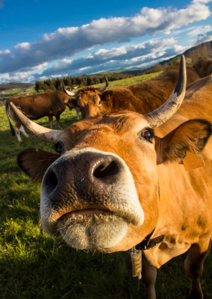 cow looked very close to the camera, with more cows behind them