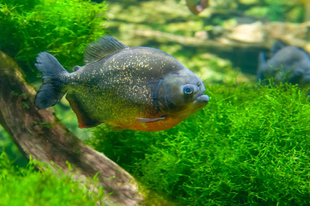 istock piranha fish underwater close up portrait 1303453816