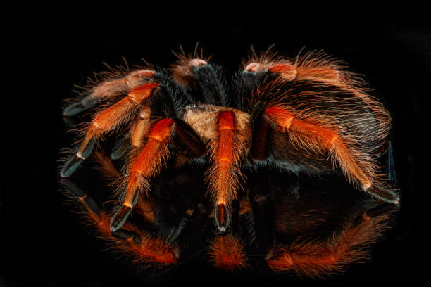 istock Black and red hairy spider on isolated black background with reflection. Close up big red tarantula Theraphosidae. 1303453884