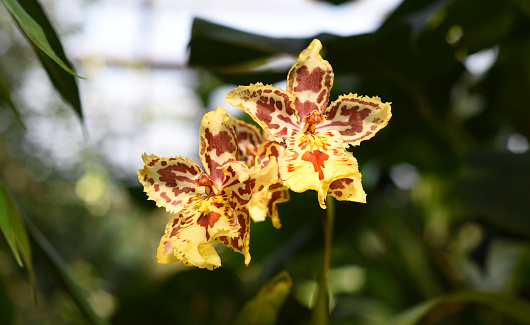 Two yellow spotted orchids cattleya