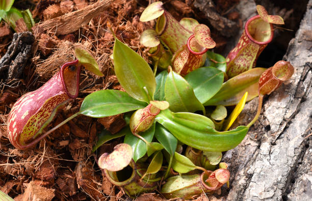 istock Nepenthes alata, carnivorous plant feeds on insects 1303454196