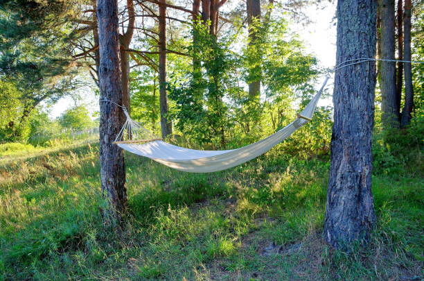 istock Hammock in the forest on a summer evening 1303454328