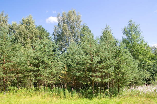 istock Young pine trees on a sunny summer day 1303454379