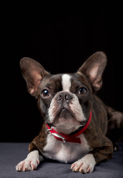 istock Portrait boston terrier pure breed black background closeup looking at camera 1303454508
