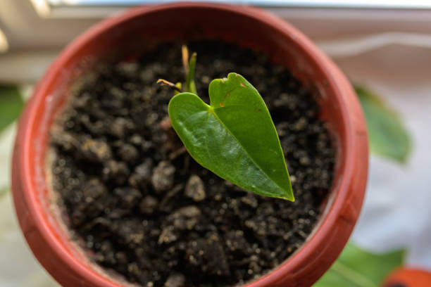 istock Leaves in a pot with soil. 1303454609