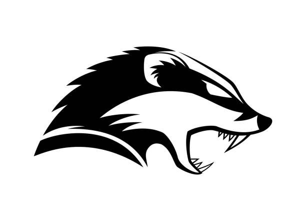 Black icon angry badger. Black icon angry badger on white background. badger stock illustrations