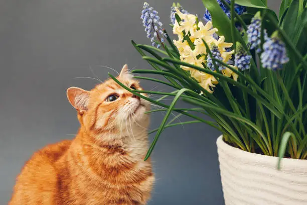 Photo of Ginger cat smelling spring flowers in pot. Pet enjoys blooming yellow hyacinths, muscari on grey background. Easter