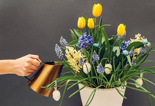 Easter egg pot with spring flowers. Watering yellow tulips, hyacinths, blue muscari with watering can on grey background. Holiday decoration