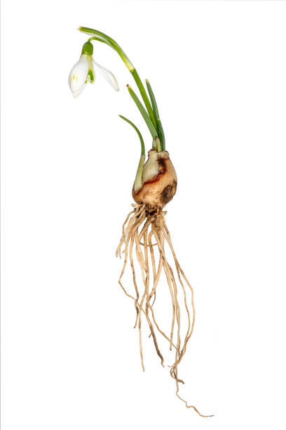Complete single snowdrop with flower, leaves, roots and onion Complete single snowdrop with flower, leaves, roots and onion isolated on white leucojum vernum stock pictures, royalty-free photos & images