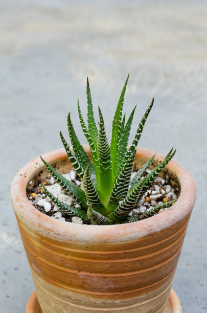 istock Little Cactus in Small Pottery Pot. 1303455809