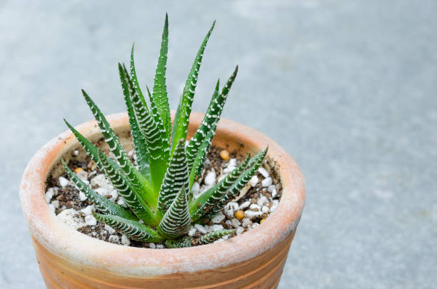 istock Little Cactus in Small Pottery Pot. 1303455812